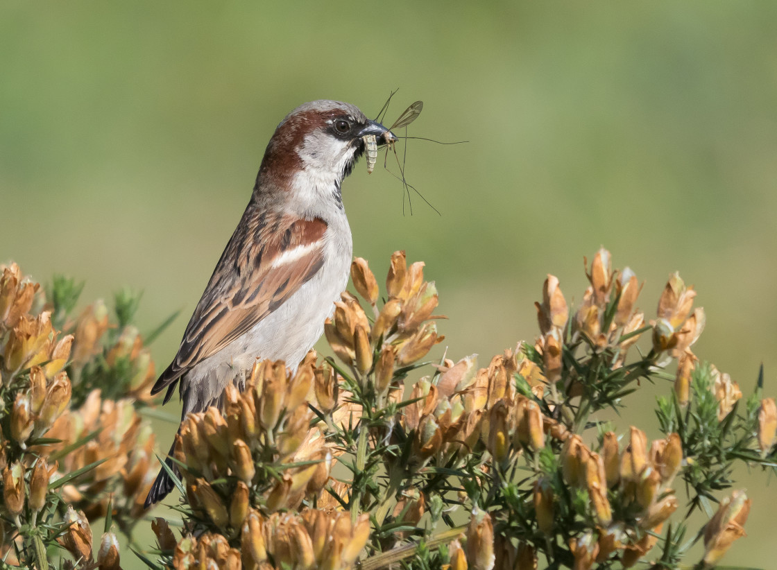 "House Sparrow ~ Male" stock image