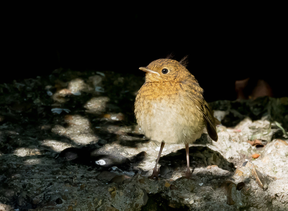 "Fledgling Robin" stock image