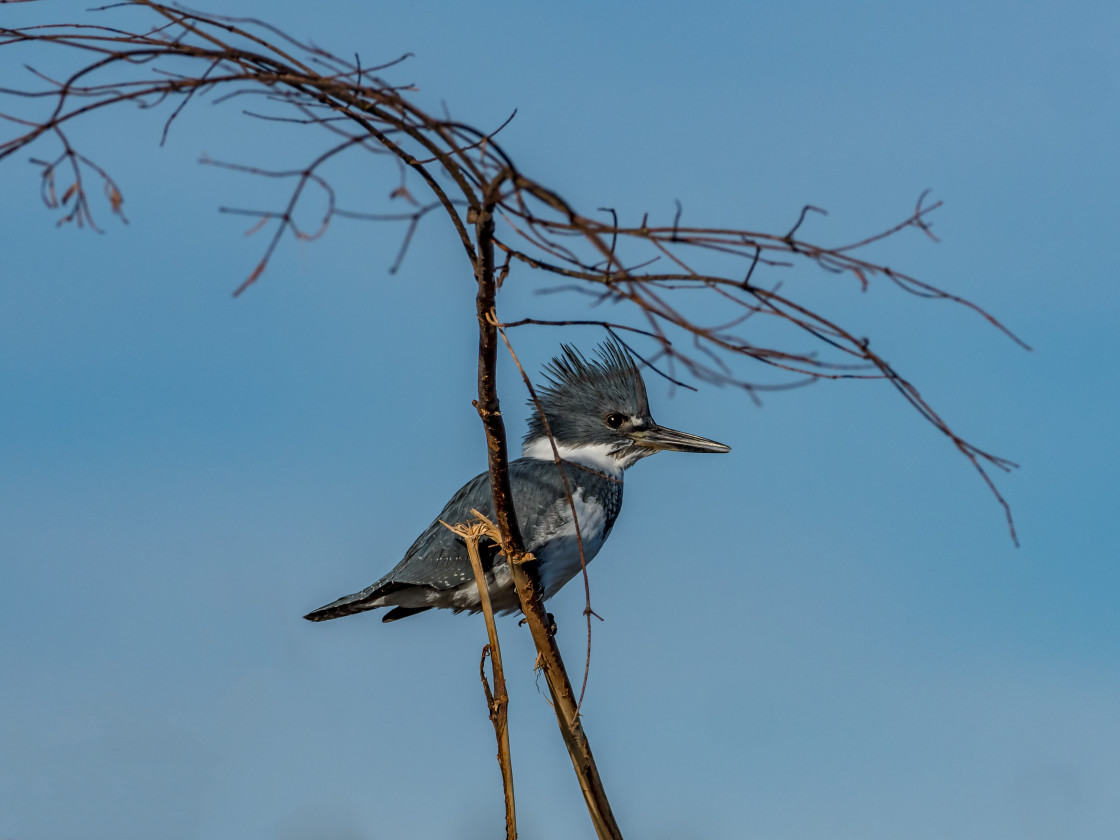 "Kingfisher" stock image