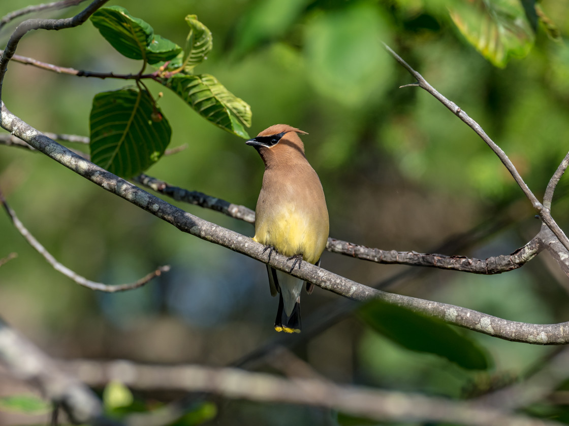 "Waxwing" stock image