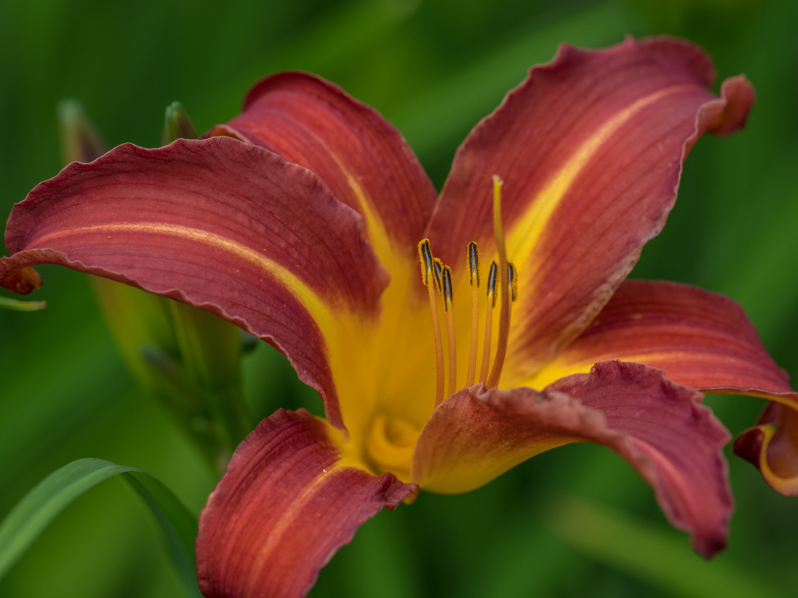 "Red Beauty" stock image