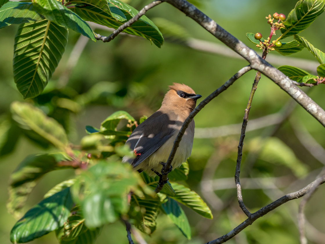 "Waxwing" stock image