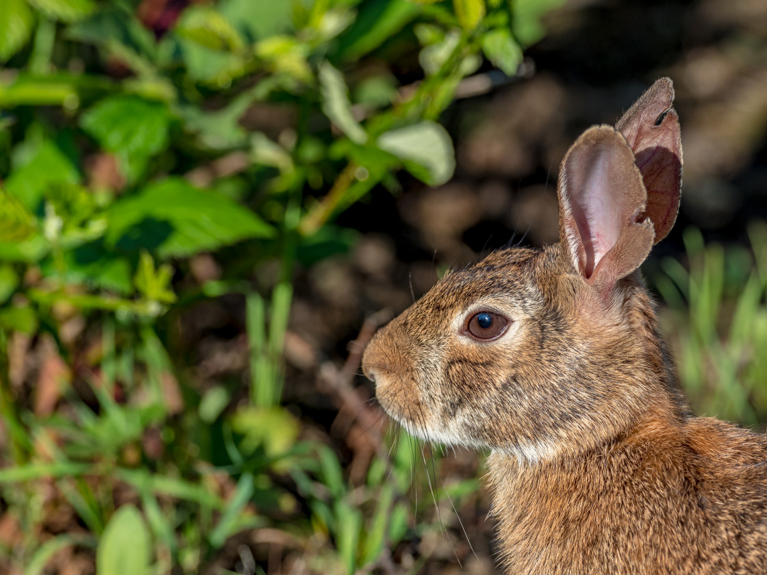 "Hare" stock image