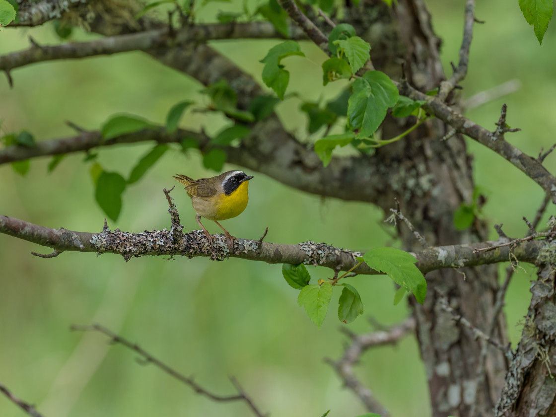 "Warbler" stock image