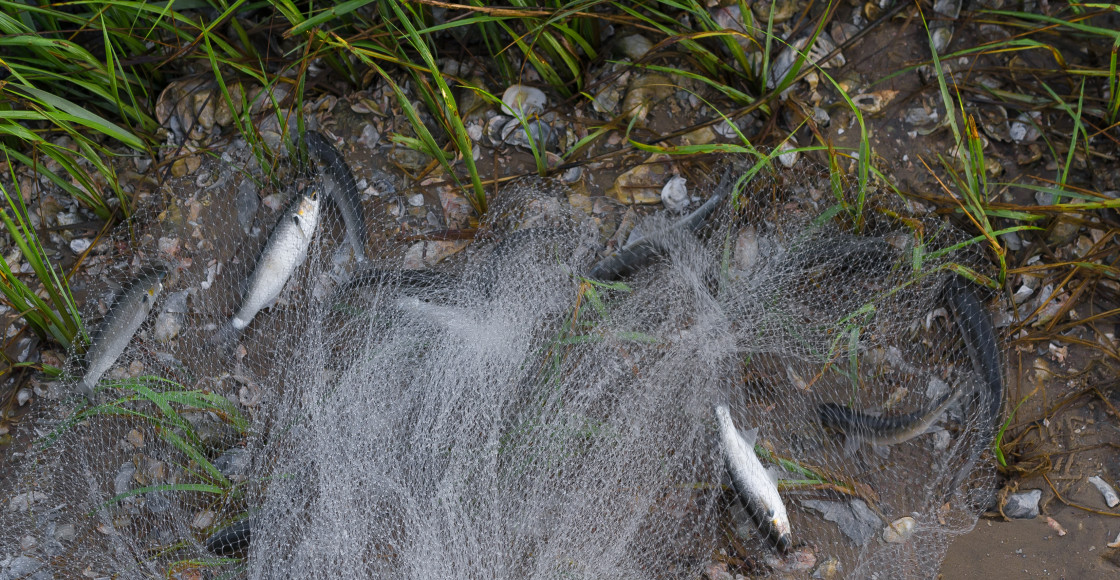 "Fisherman catching bait along the shore" stock image