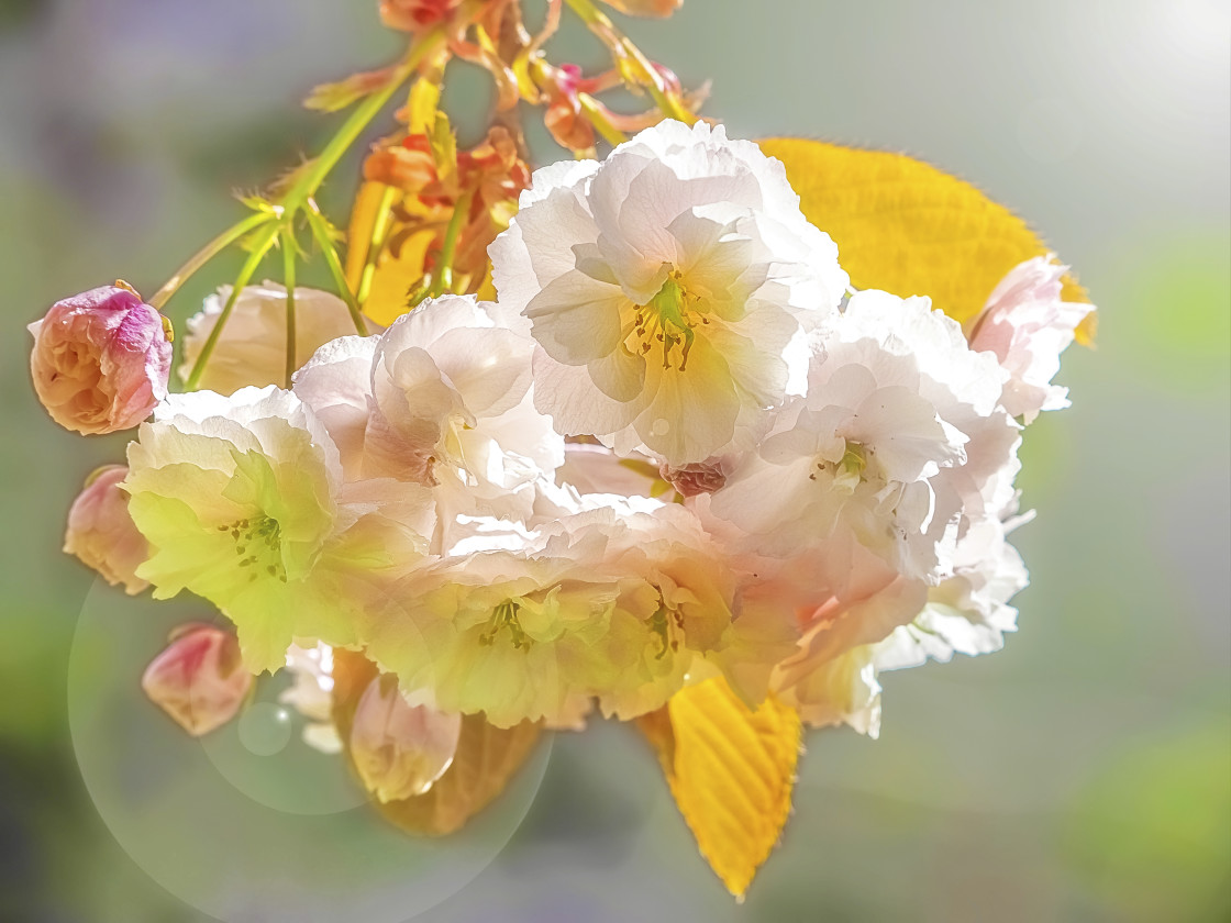 "Sunlit Flowers" stock image