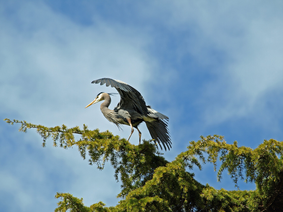 "Great Blue Heron" stock image