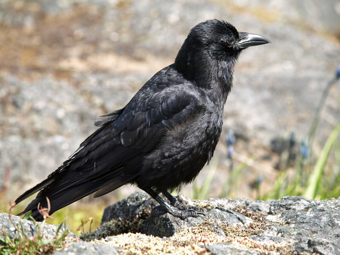 "Crow" stock image