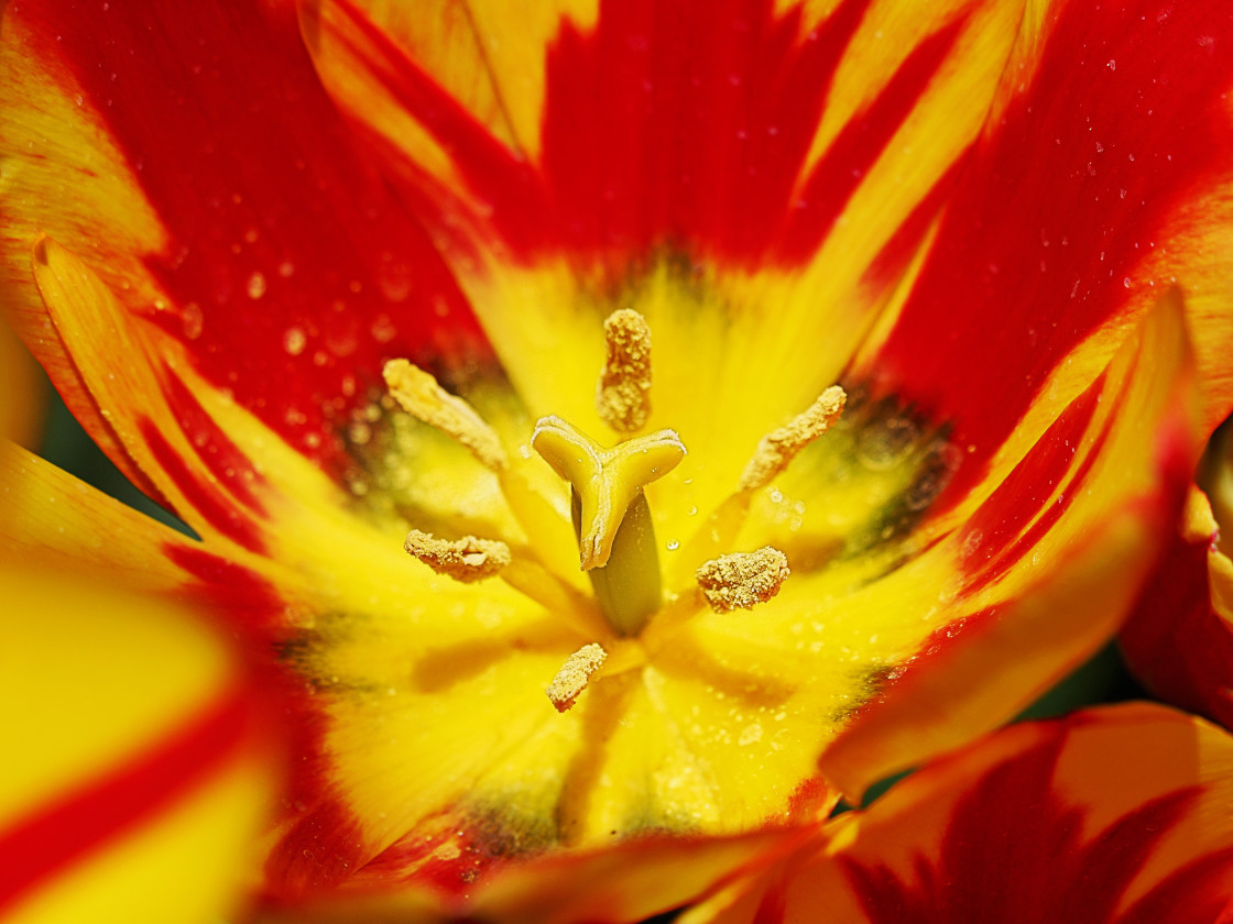 "Inner Flower" stock image