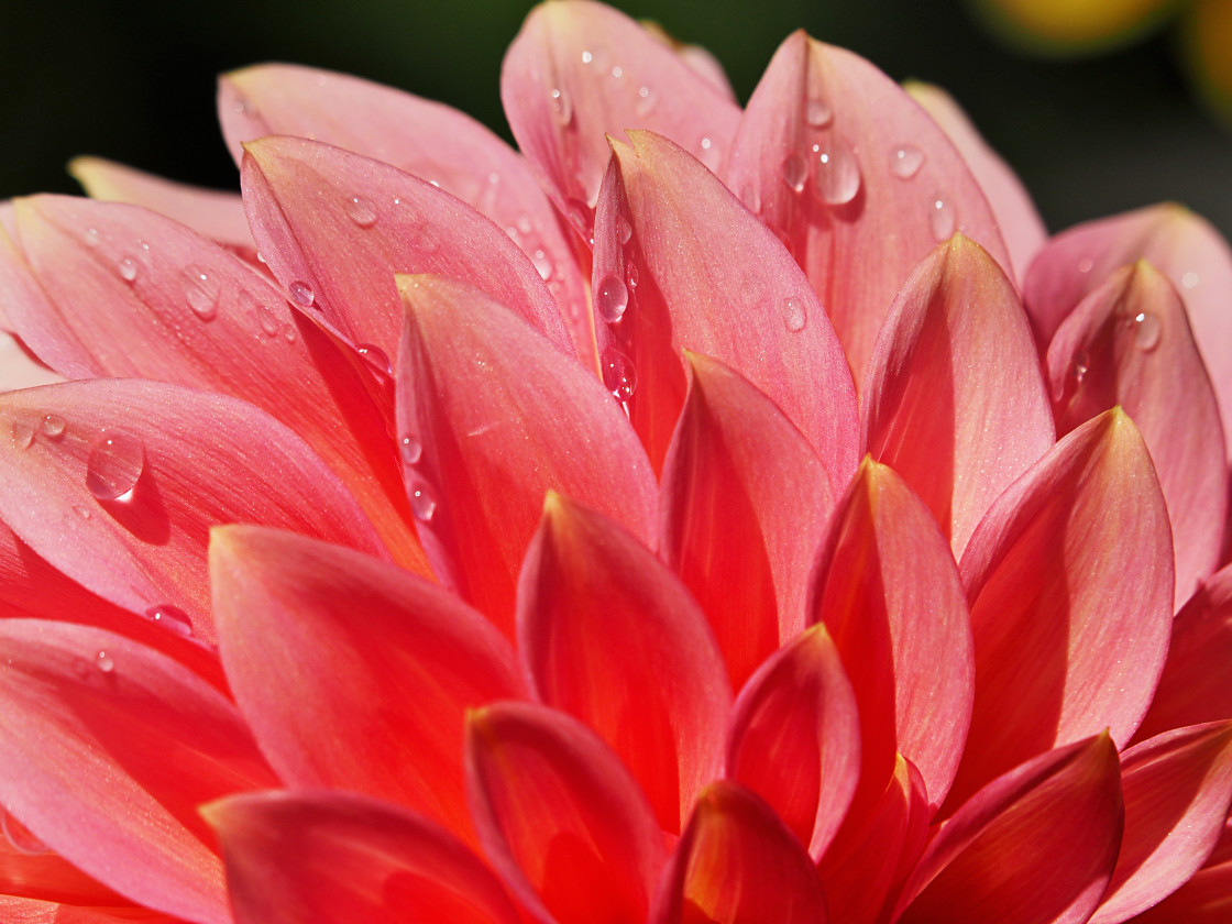 "Raindrops" stock image