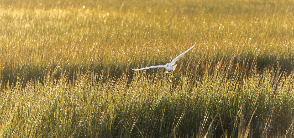 "Egret flying in the marsh" stock image