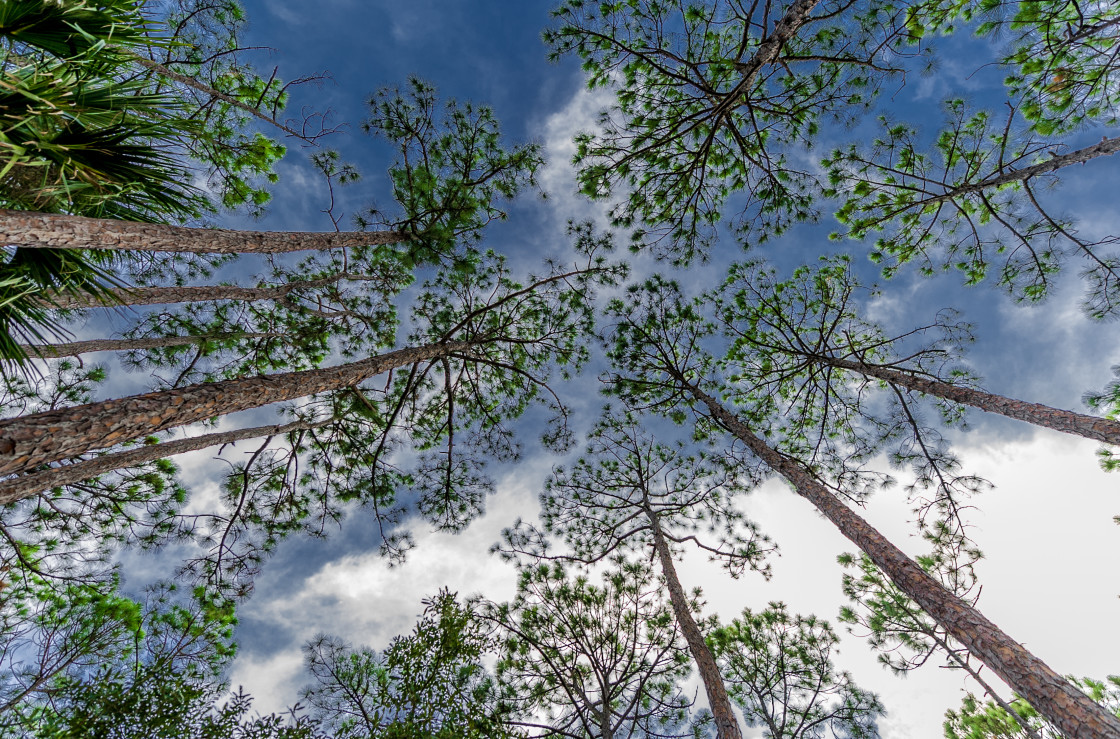 "Pine trees looking skyward" stock image