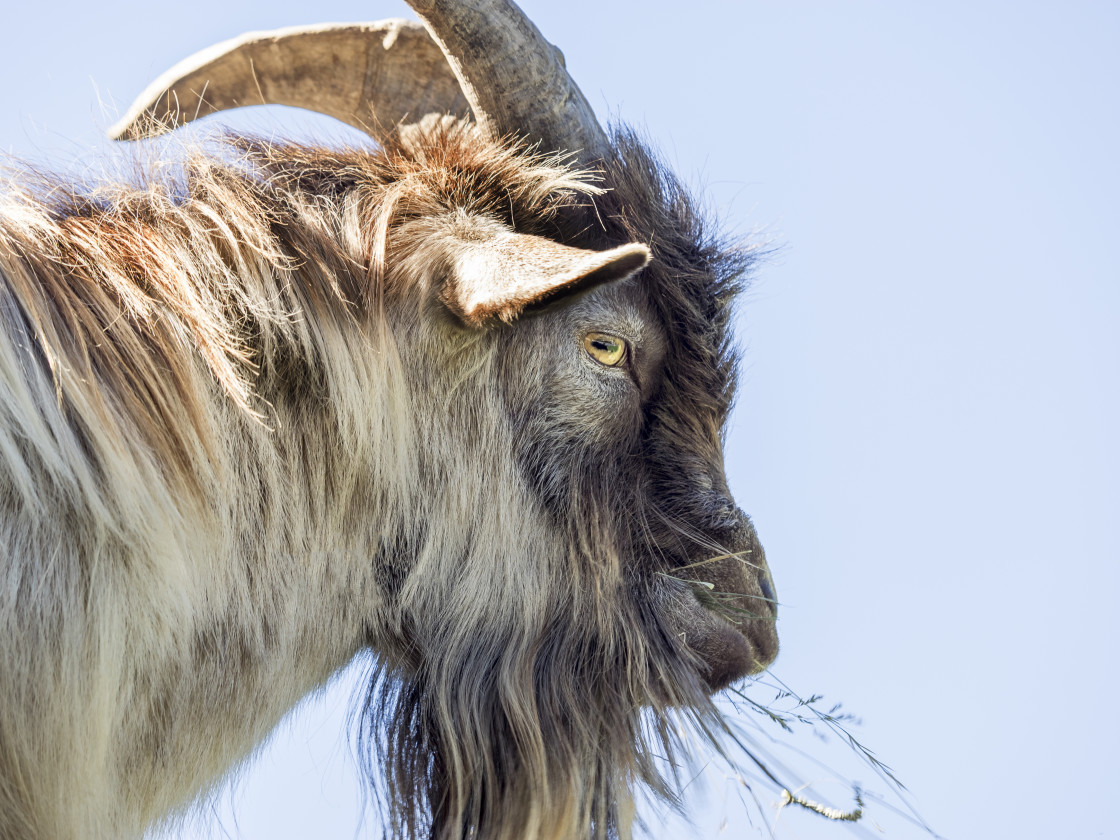"Hungry Goat" stock image