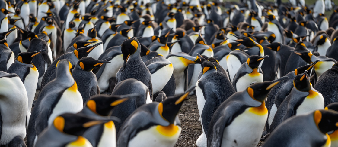 "King Penguins" by Derek Robitaille - £10.00 "King Penguins" stock image