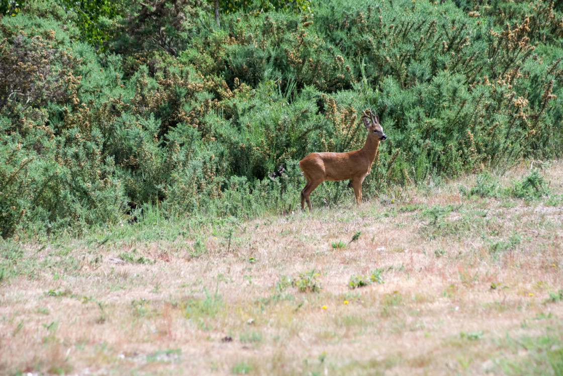 "Roe Buck Deer" by Gordon England - $12.71 "Roe Buck Deer" stock image