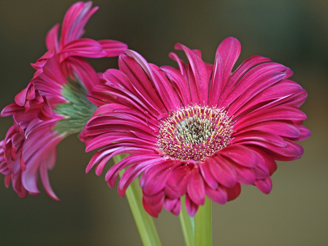 "Pink Beauty" stock image