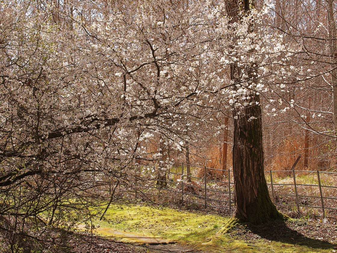 "SpringTime" stock image