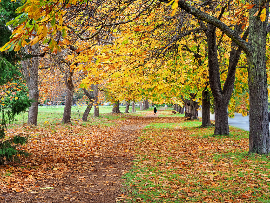 "Autumn Walk" stock image