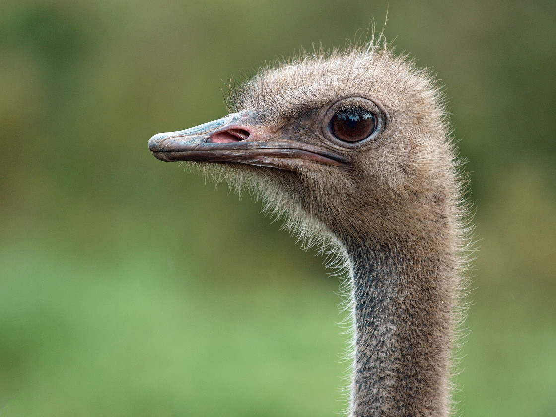 "Head Shot" stock image