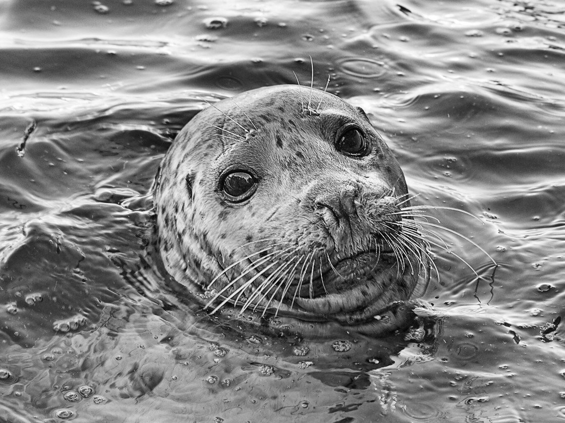 "Harbour Seal" stock image