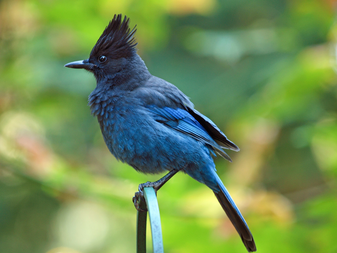 "Stellers Jay" stock image