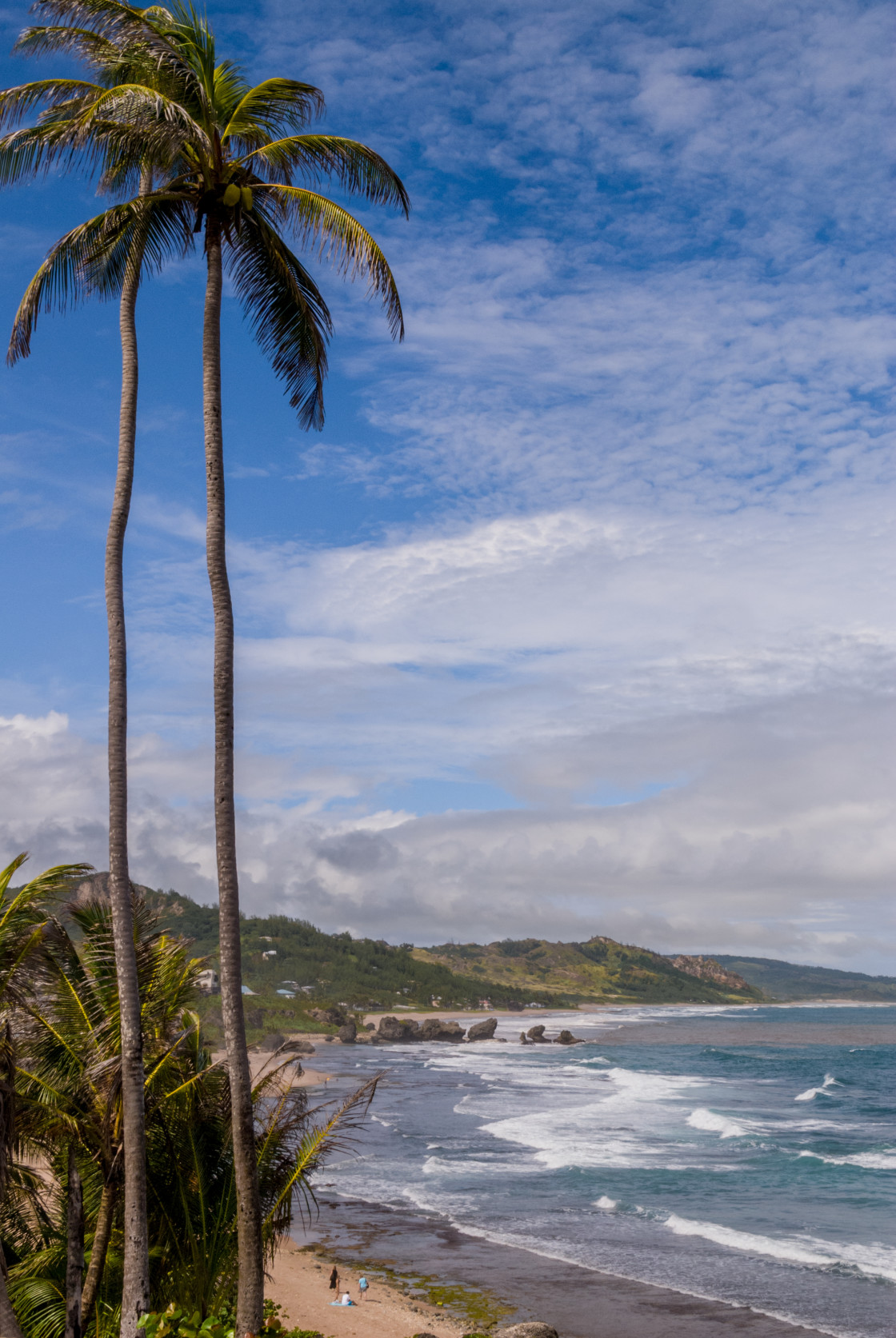 "Palm trees on the beach" stock image