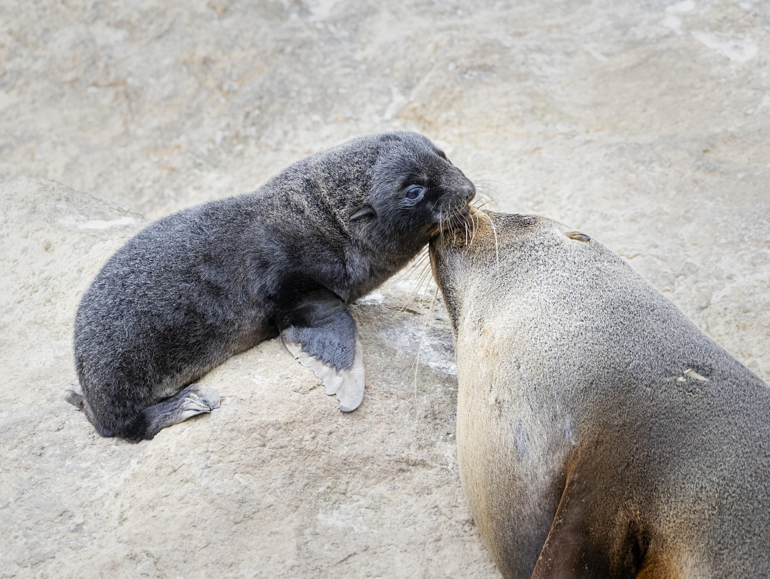 "Mother and Pup New Zealand Fur Seal" stock image