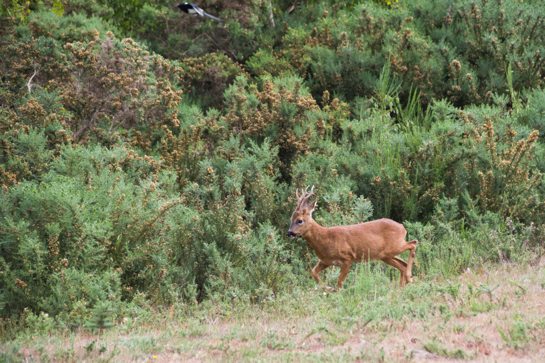 "Roe Deer" by Gordon England - $12.24 "Roe Deer" stock image