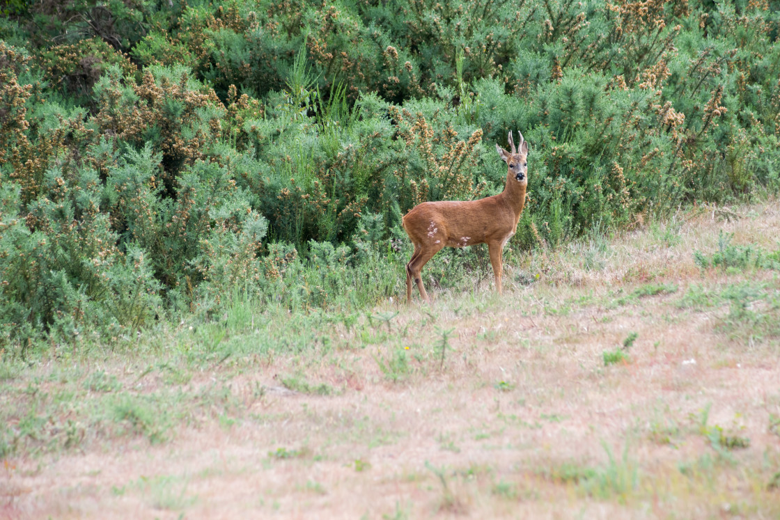 "Roe Deer" stock image