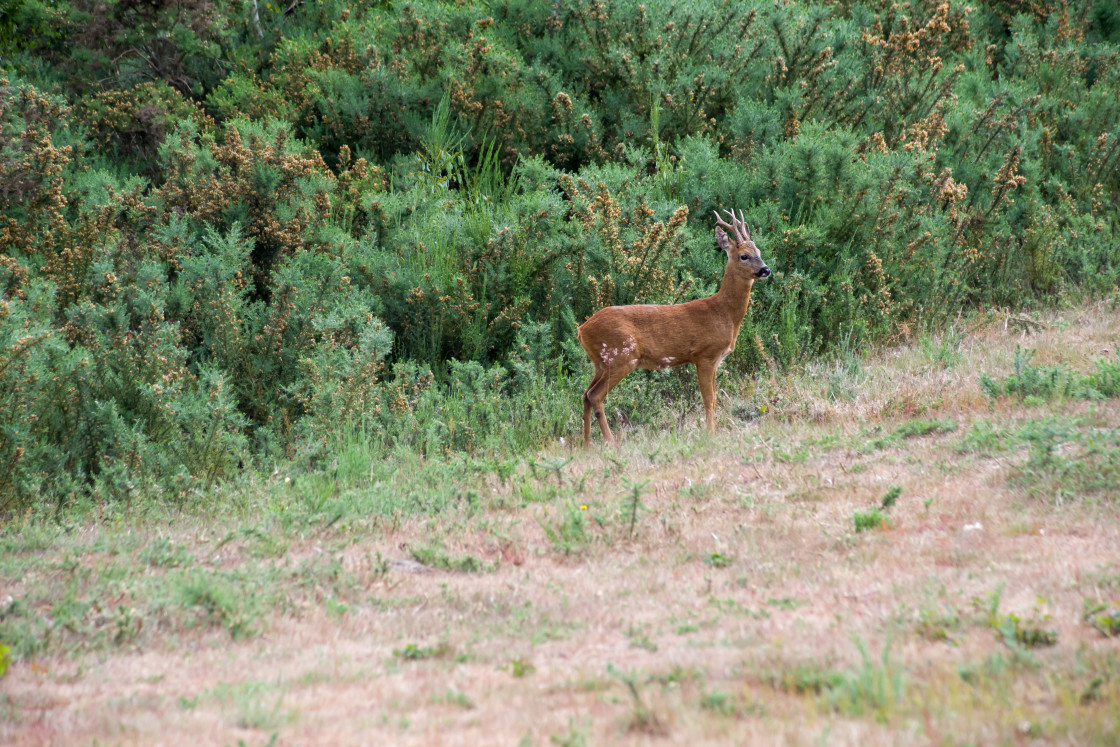 "Roe Buck Deer" by Gordon England - $12.14 "Roe Buck Deer" stock image