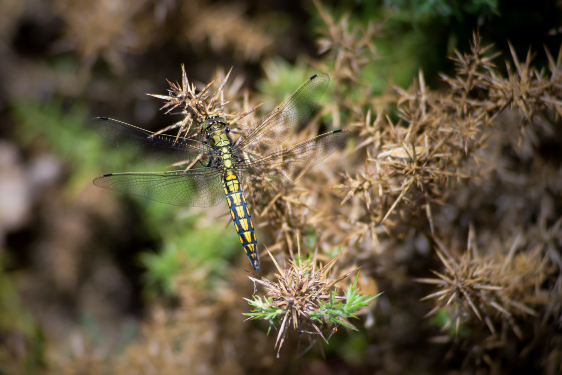 "Black-tailed Skimmer Dragonfly" by Gordon England - $12.55 "Black-tailed Skimmer Dragonfly" stock image