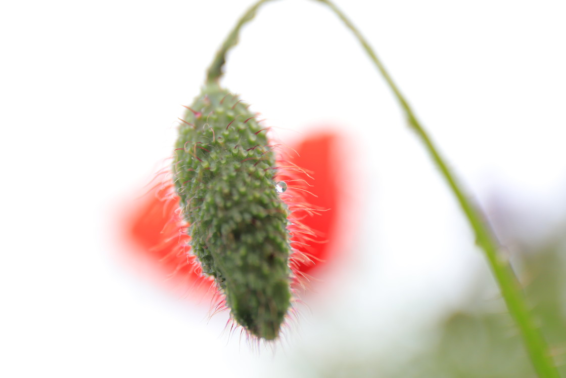 "Poppy colours" stock image