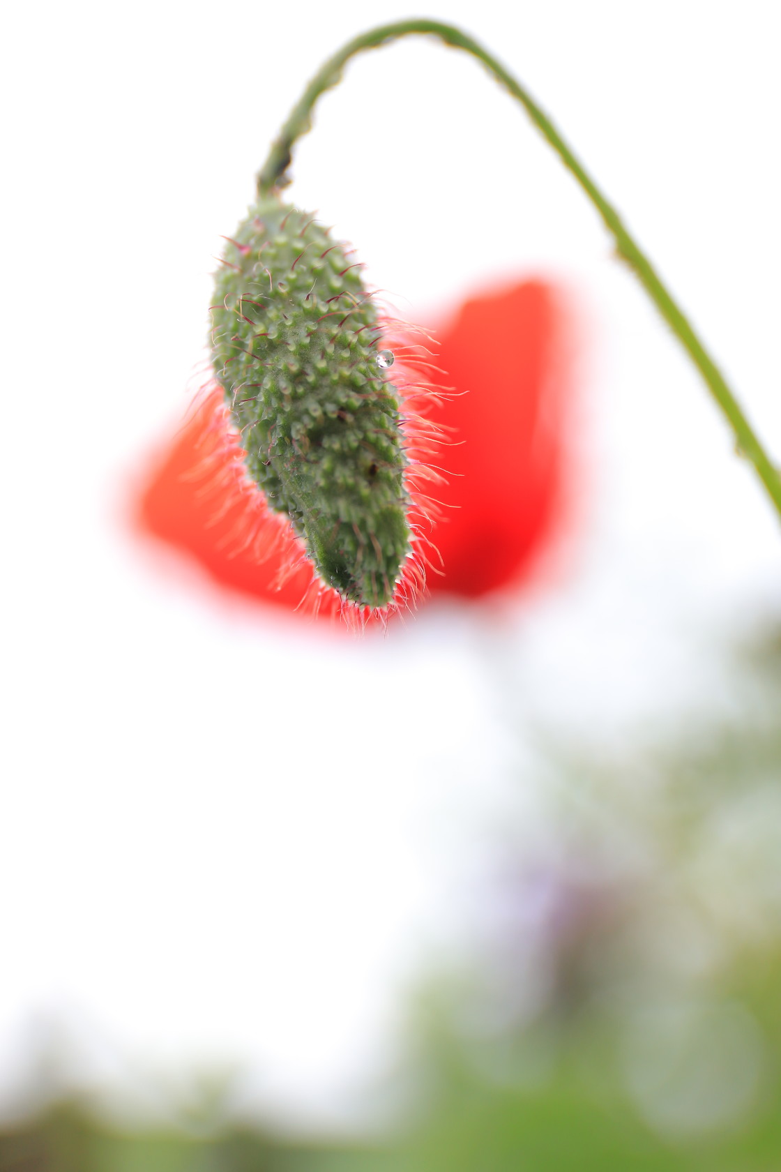 "Poppy colours" stock image