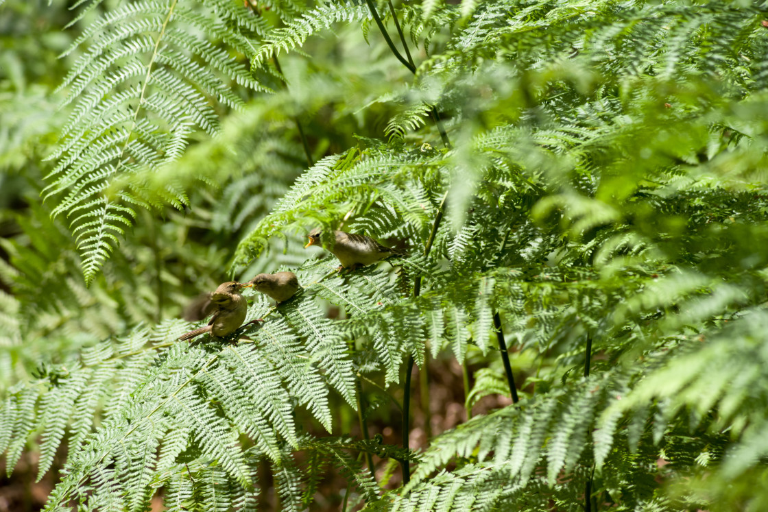 "Chiffchaff Family" by Gordon England - $12.55 "Chiffchaff Family" stock image