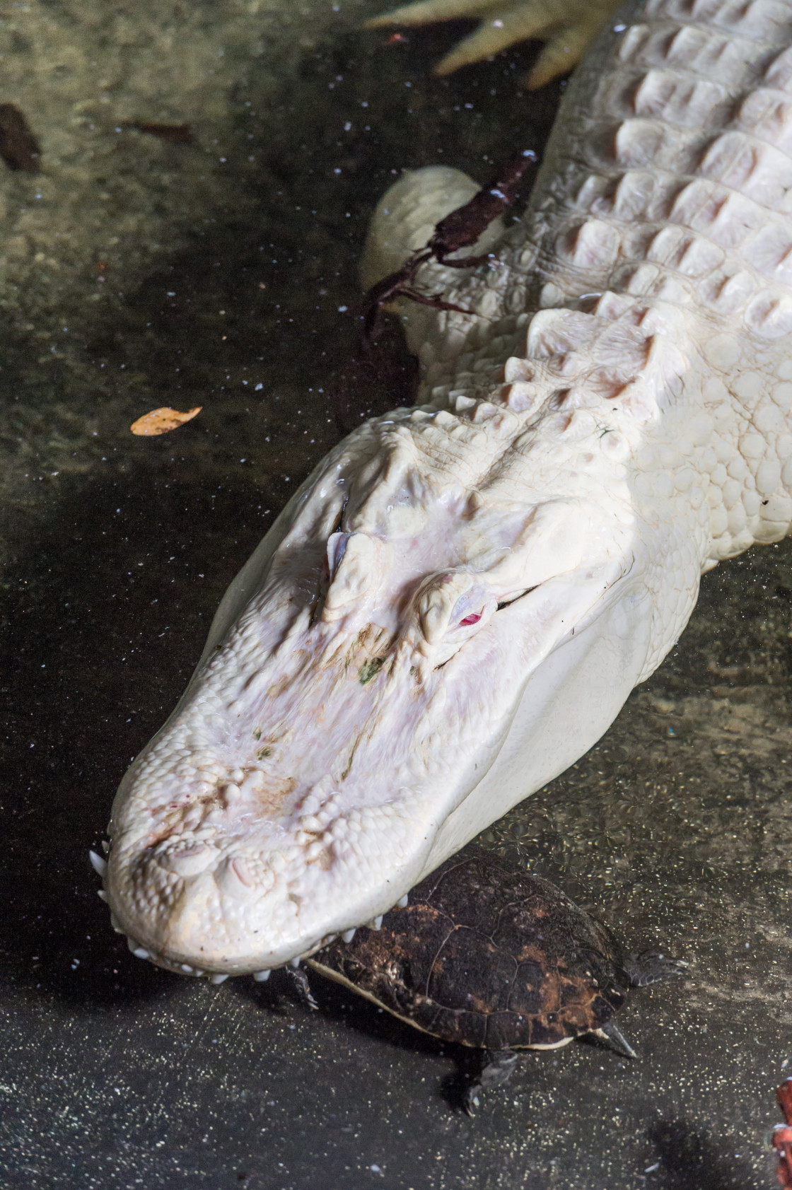 "Albino Alligator" stock image