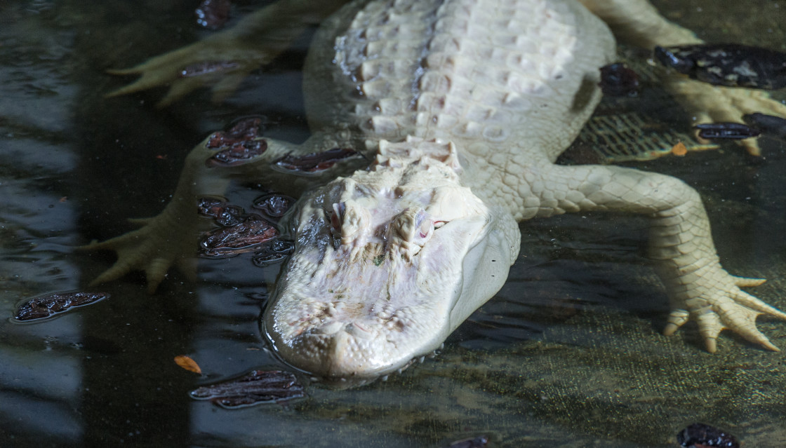 "Albino Alligator" stock image