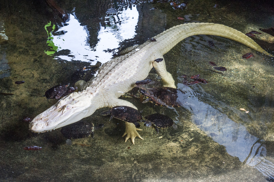 "Albino Alligator" stock image