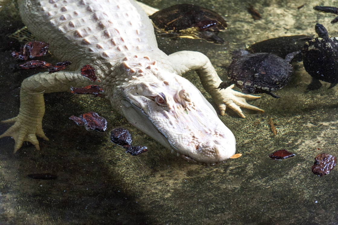 "Albino Alligator" stock image