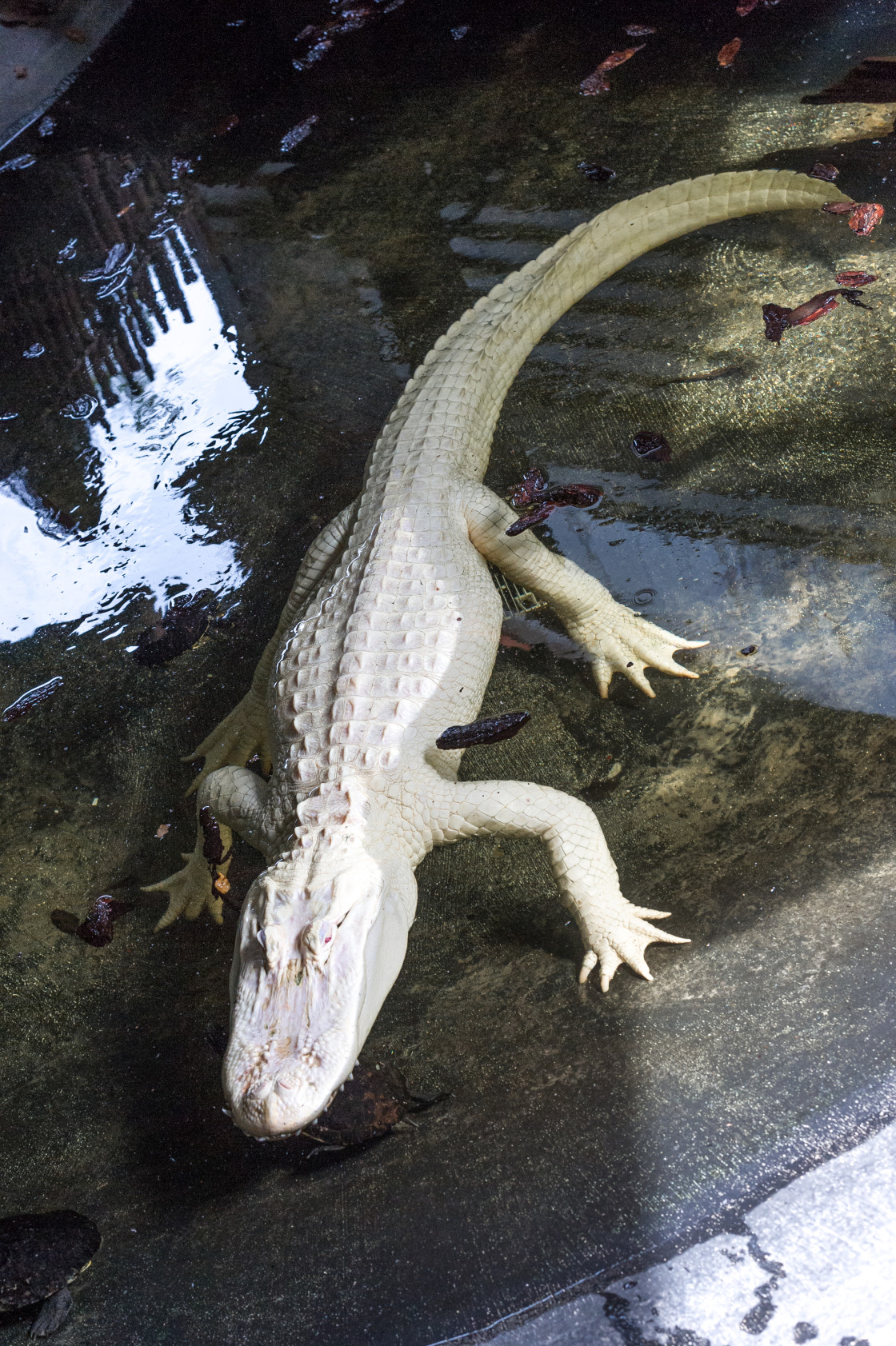 "Albino Alligator" stock image