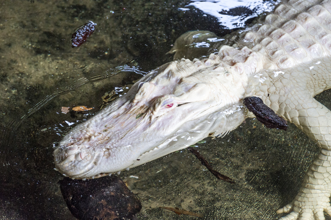 "Albino Alligator" stock image