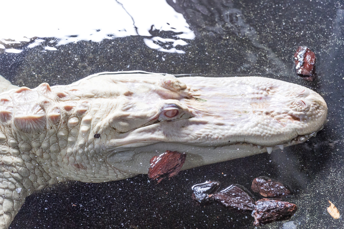 "Albino Alligator" stock image