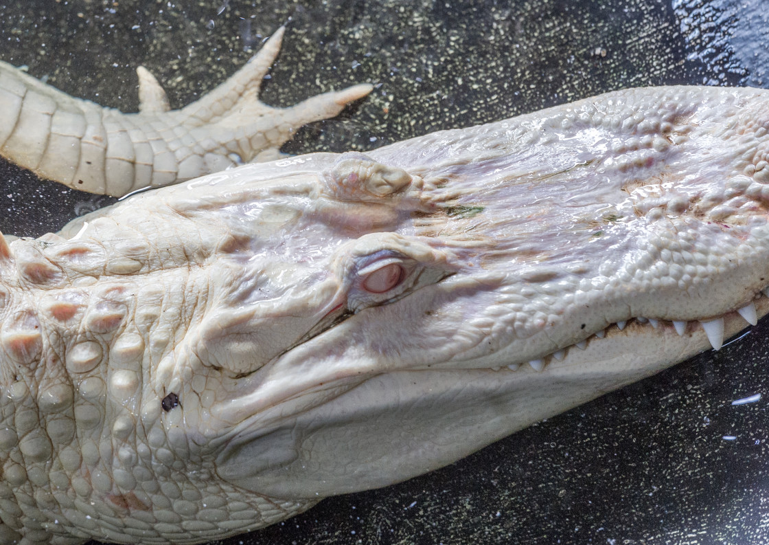 "Albino Alligator" stock image