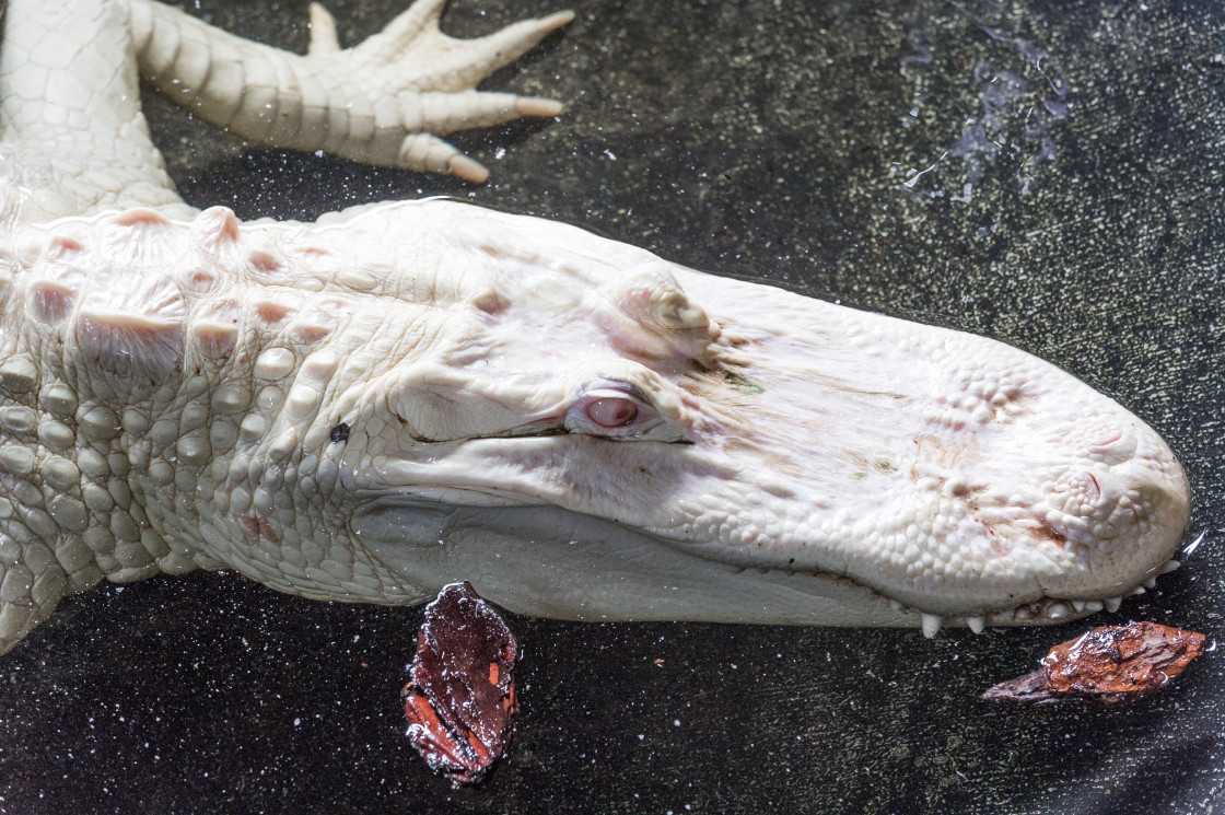 "Albino Alligator" stock image