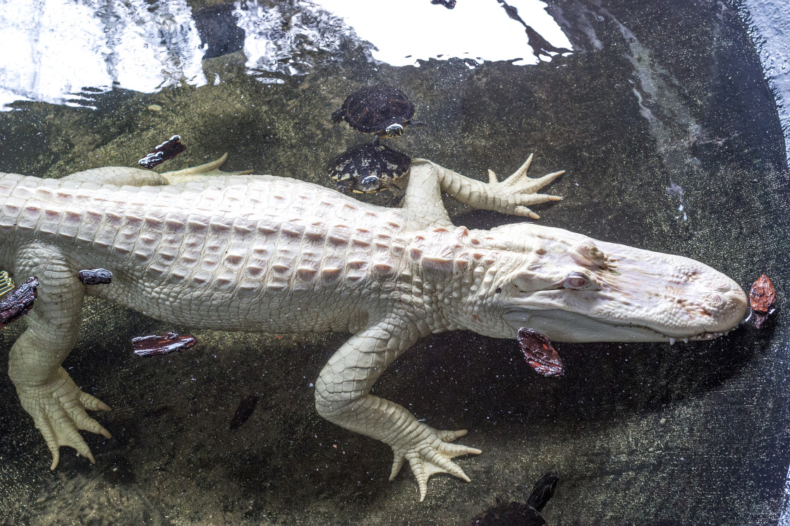 "Albino Alligator" stock image