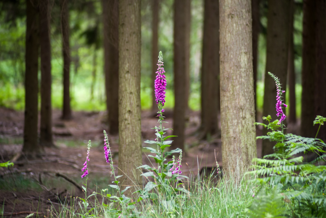 "Woodland Foxglove" by Gordon England - $12.14 "Woodland Foxglove" stock image
