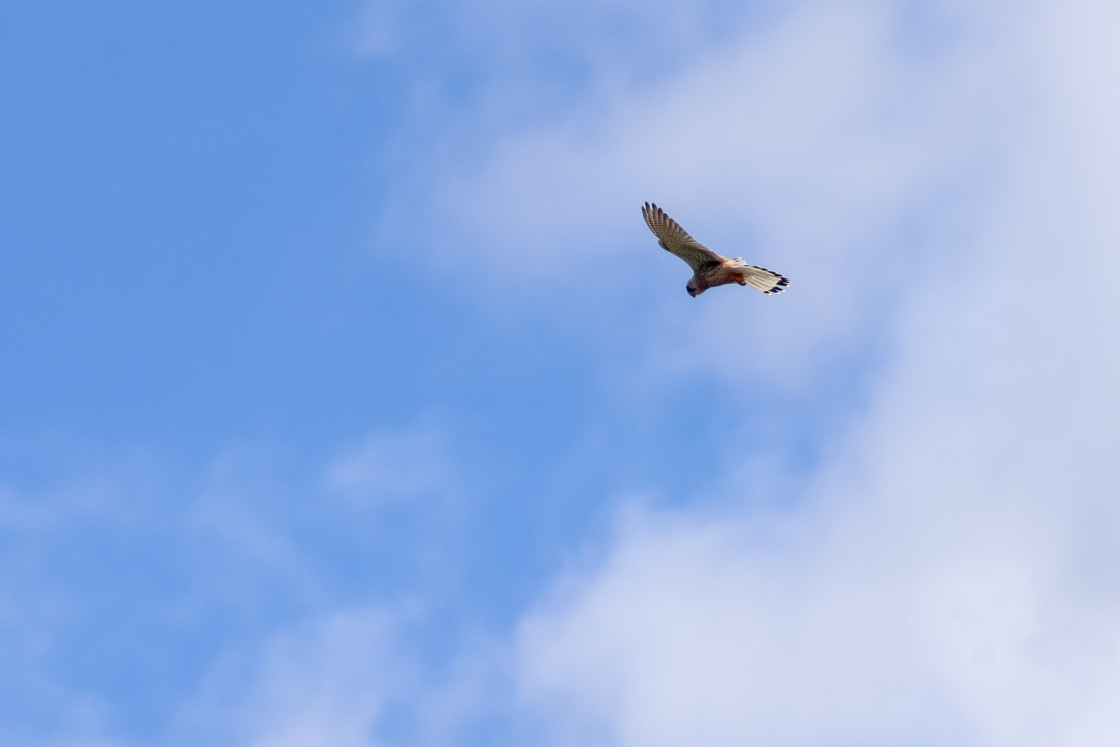 "Kestrel" by Gordon England - $12.24 "Kestrel" stock image