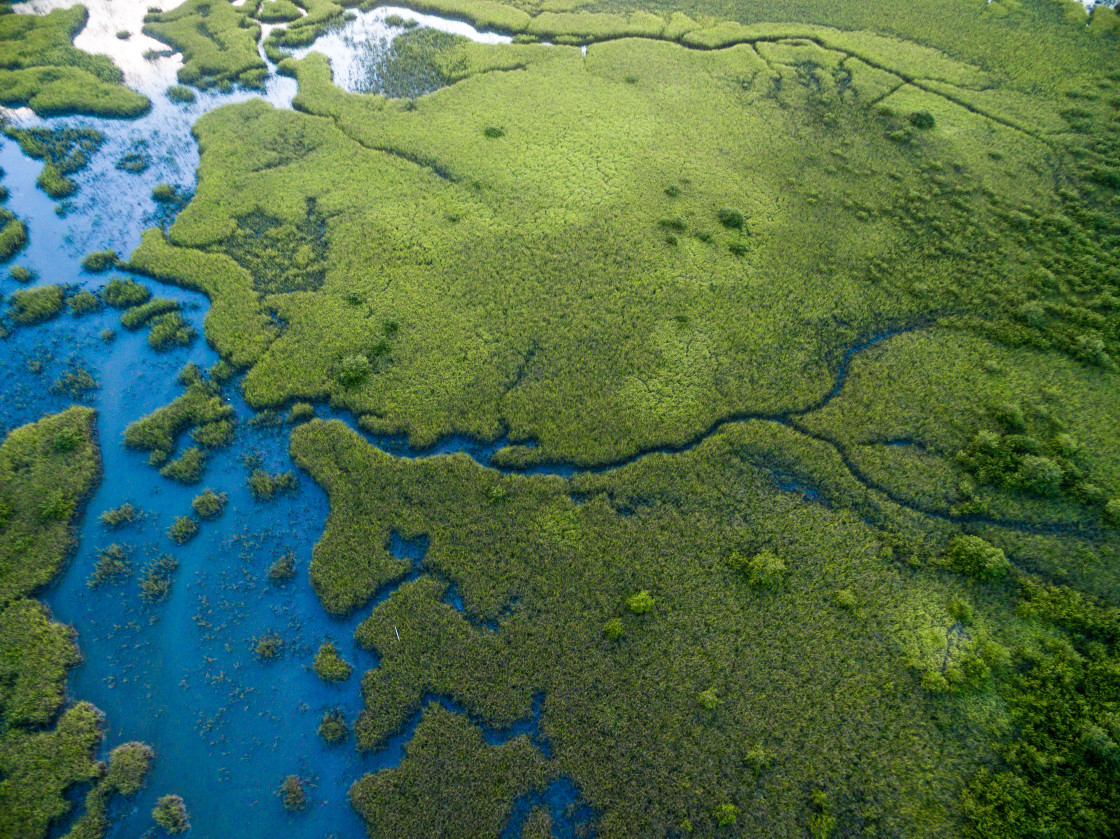 "Florida marsh" stock image