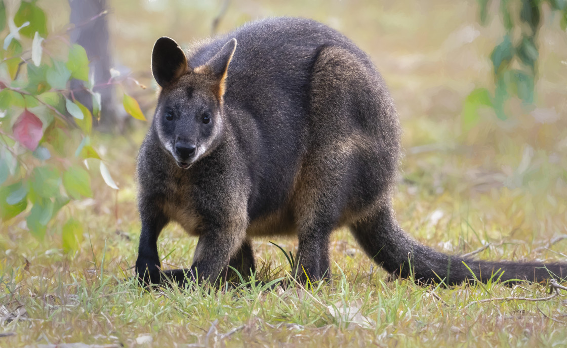 "Swamp Wallaby" stock image