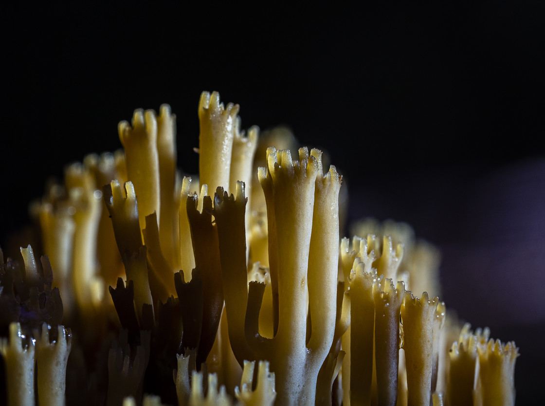 "Coral Fungus" stock image