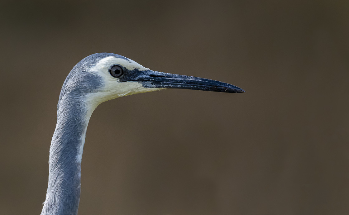 "White-faced Heron" stock image